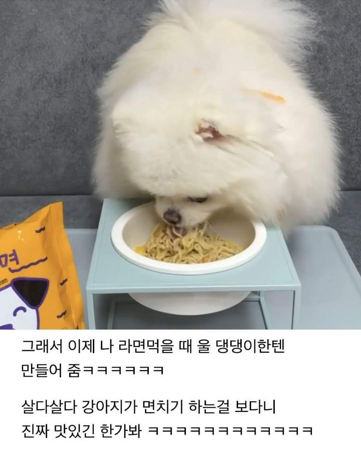 개발자 본인 라면 먹을 때 자꾸 쳐다봐서 만들었다는 댕면 | 인스티즈