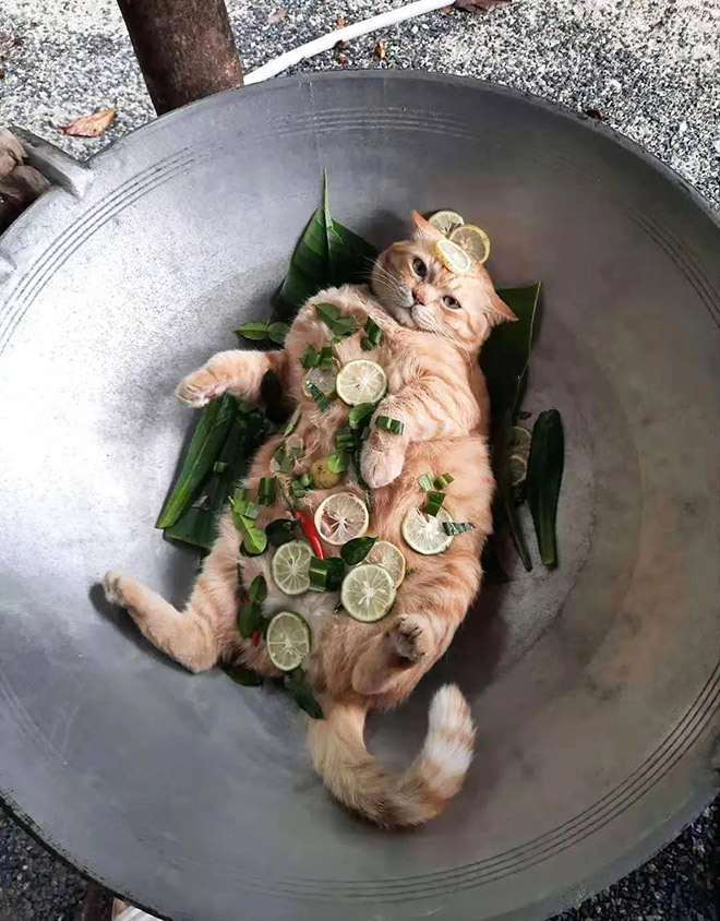 cat-recipes1.jpg