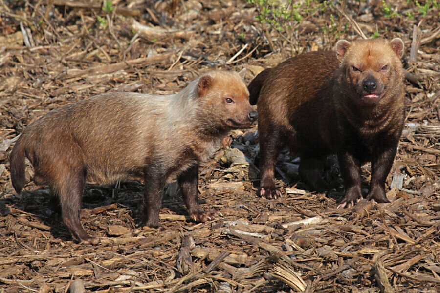 959664_1_Bush dogs_standard.jpg