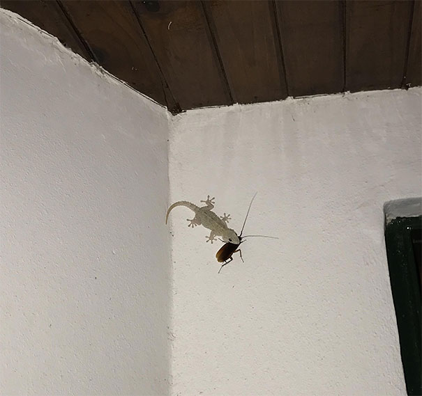 creepy-nature-8-5b6a9a8d0995a_605.jpg