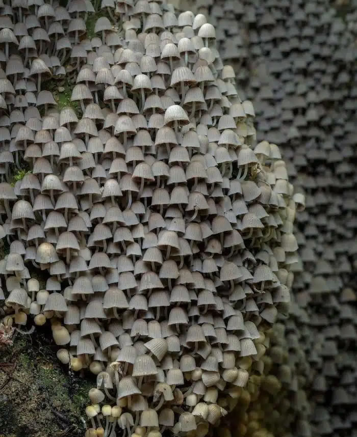 40-Of-The-Most-Fascinating-And-Strange-Things-People-Have-Discovered-36.jpg