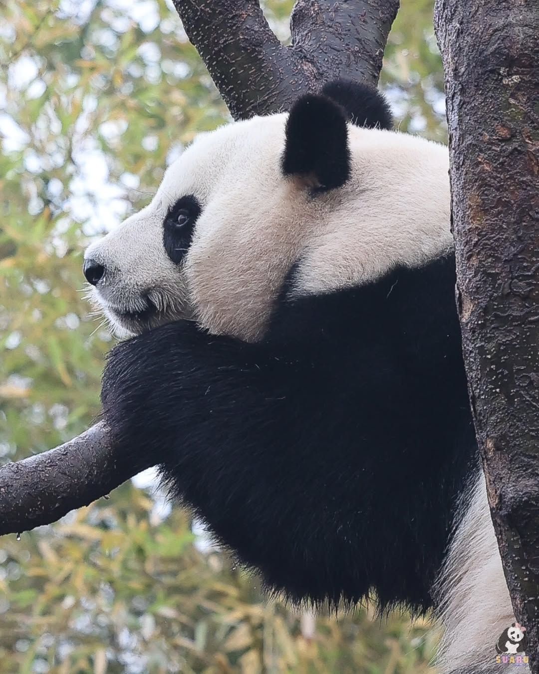 heic_suaru_fubao_571443d072ab49aa9c17788e4d769001_20250405_133915_972.jpg