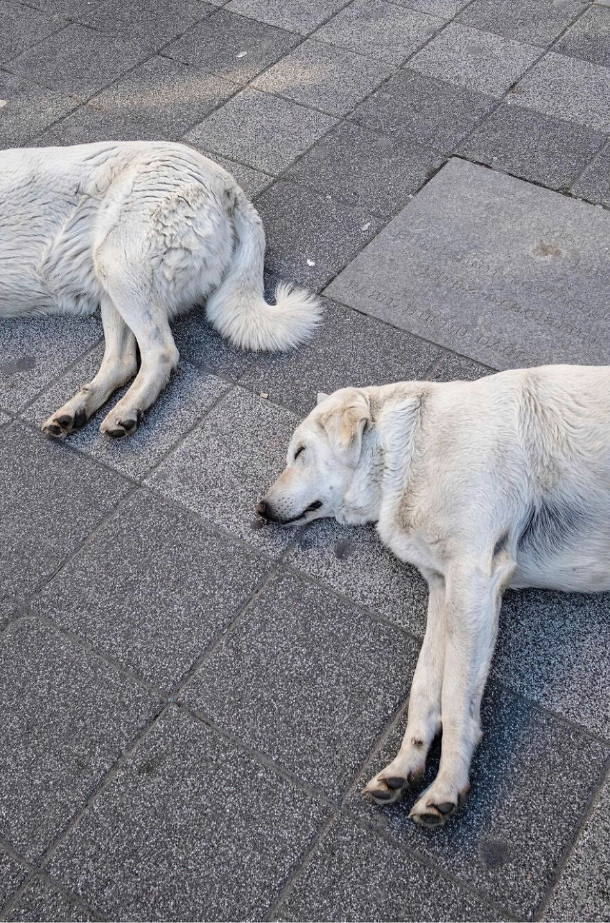 Photographer-Serkan-Tekin-captures-incredible-coincidences-of-everyday-life-on-the-streets-65dcb8b159e37_880.jpg
