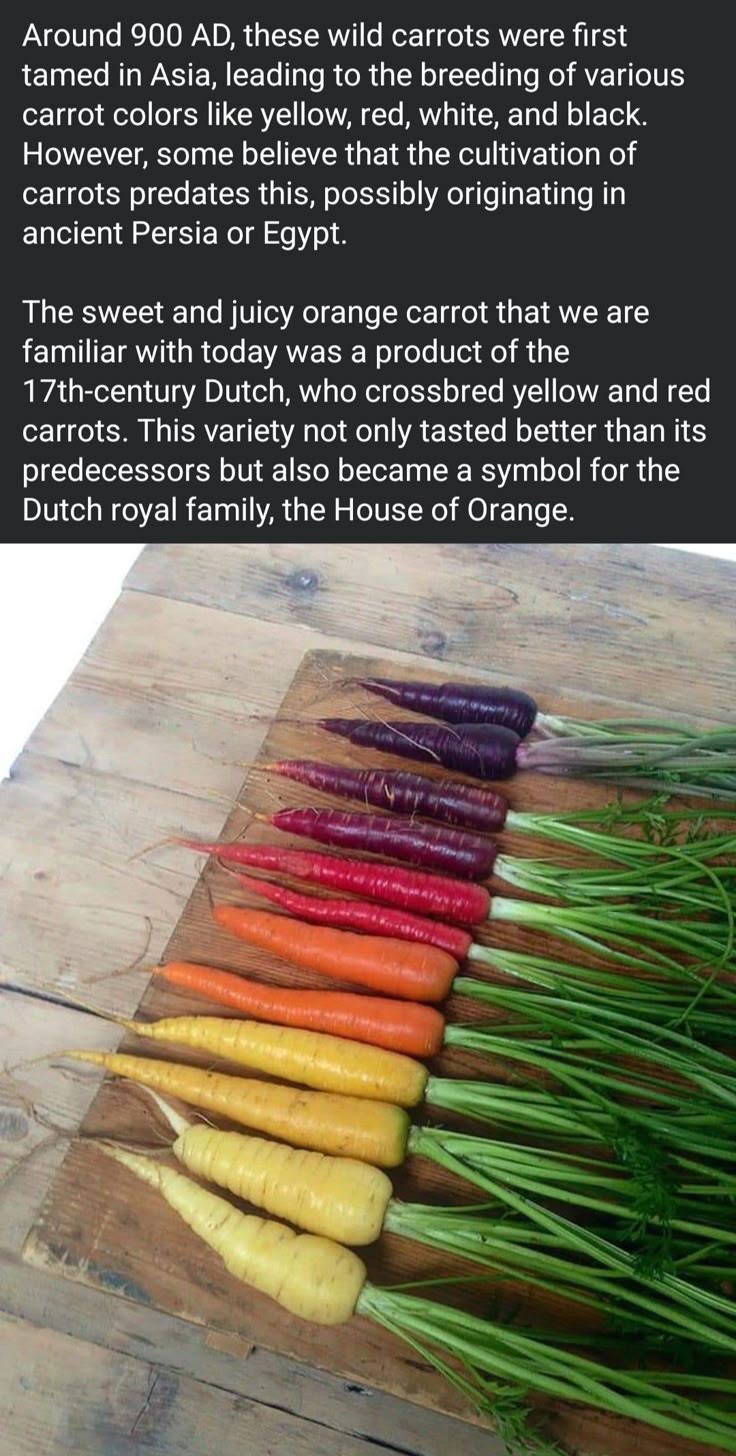 1e6e050a79540e6311e343d030ef0847.jpg