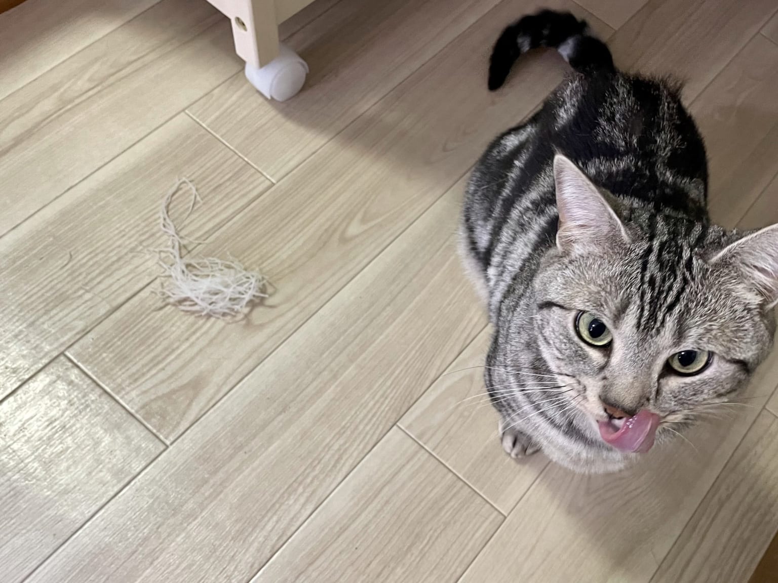 daikoncat5-1536x1152.jpeg