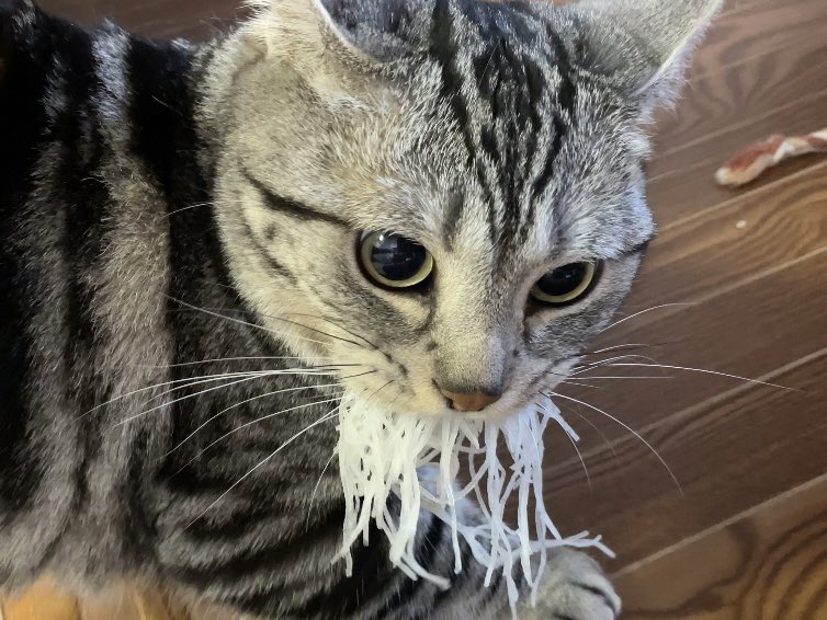 daikoncat11.jpg