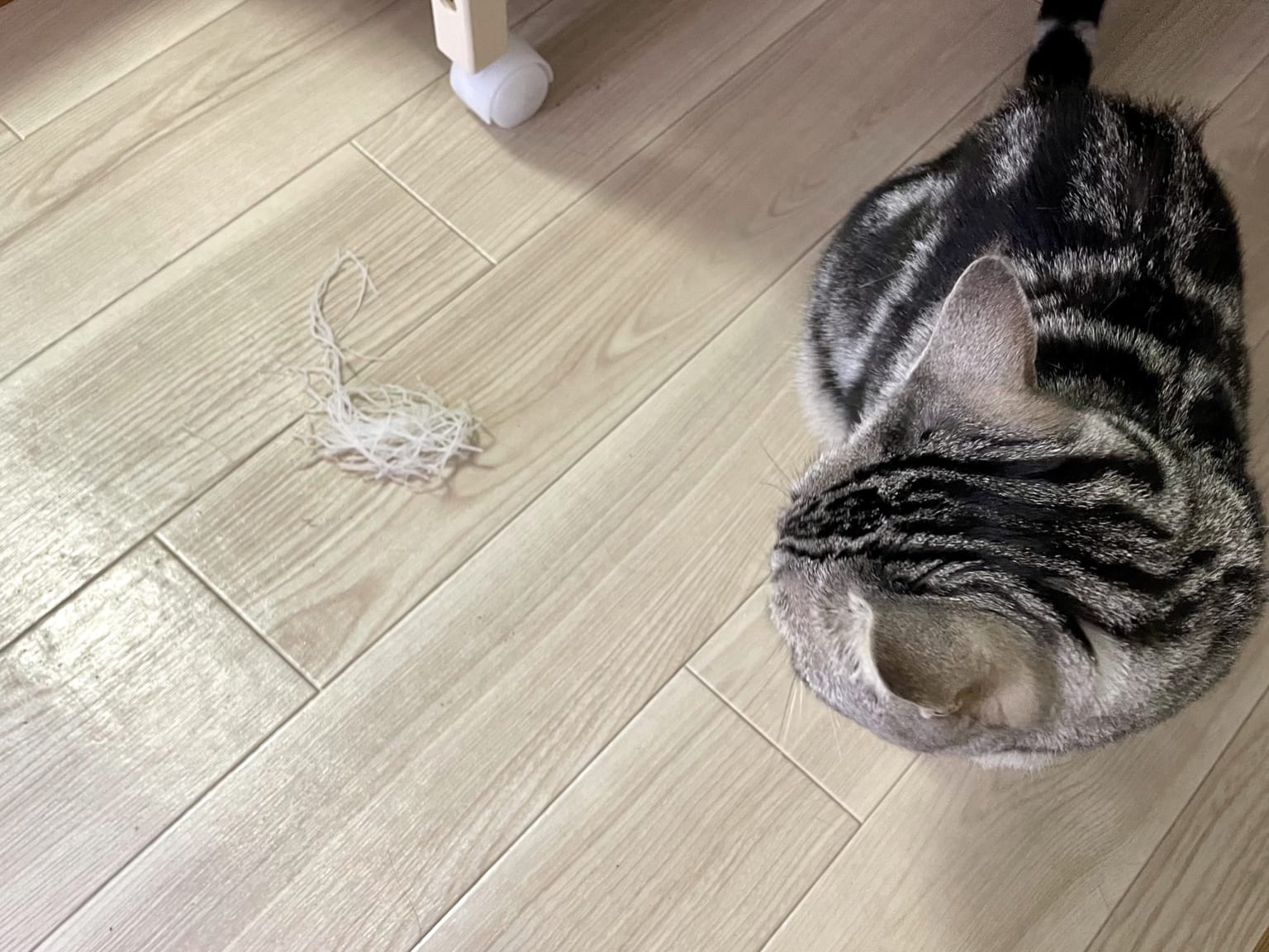 daikoncat7-1536x1152.jpeg