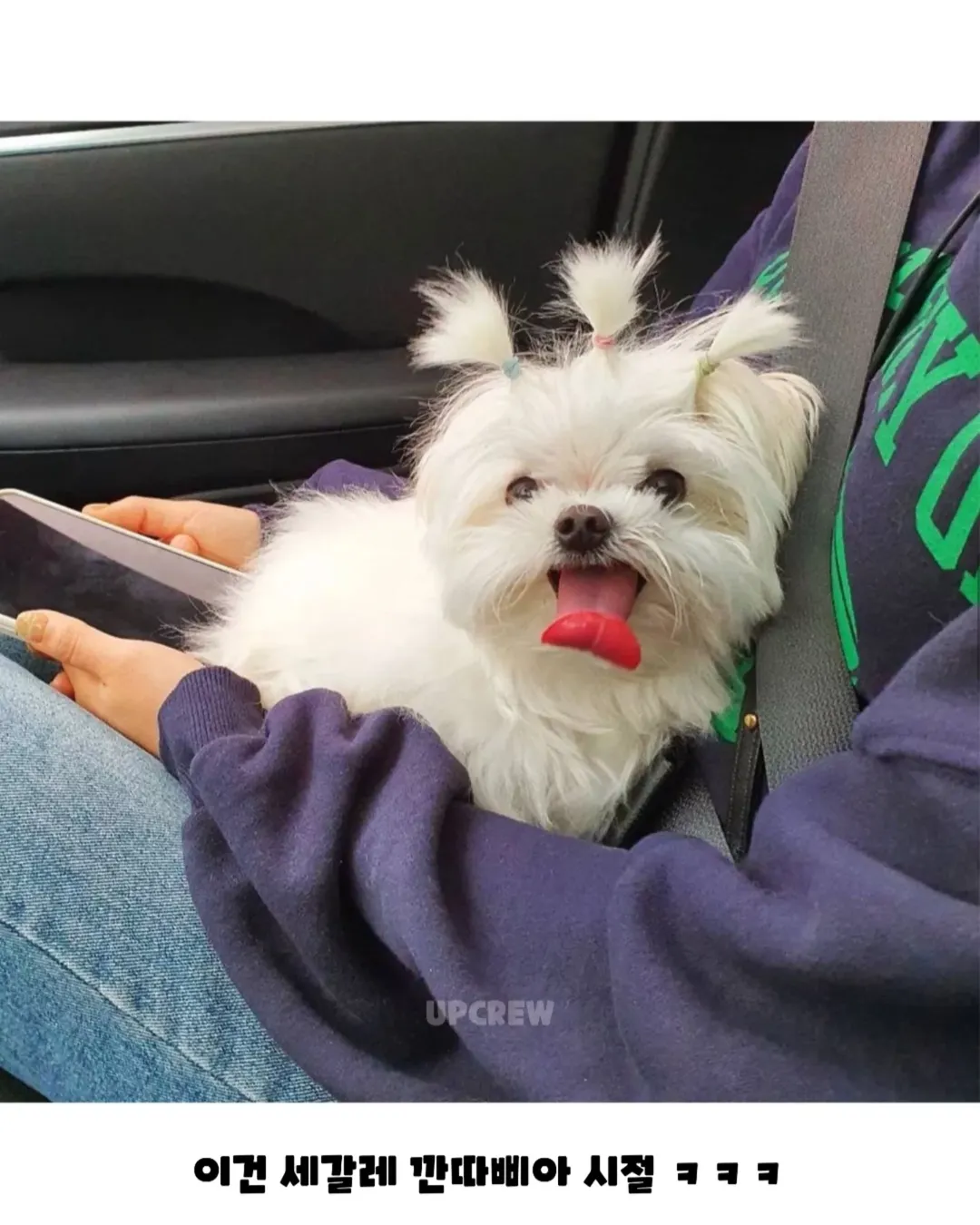 너무너무너무귀여움ㅜㅜㅜㅜㅜㅜ.#강아지 #댕댕이짤 #귀여움주의 #졸귀탱 #귀여워요 #귀여운강아지 #강아지짤 #존귀 #귀엽다그램 #유머짤 #댕집사 #머리묶기 #귀여워죽음 (3).webp