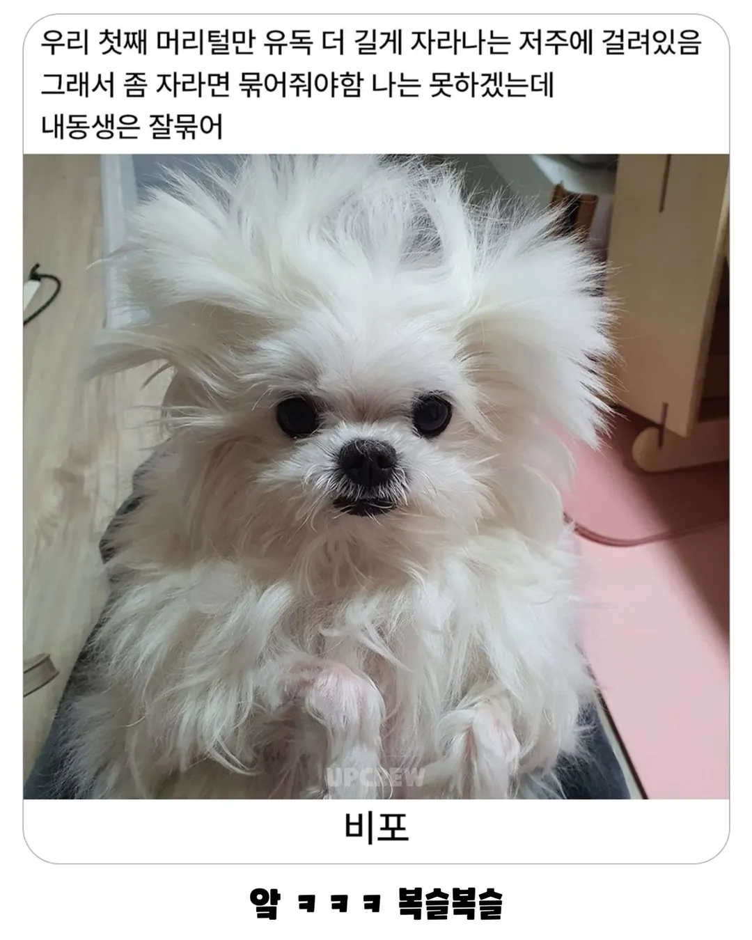 너무너무너무귀여움ㅜㅜㅜㅜㅜㅜ.#강아지 #댕댕이짤 #귀여움주의 #졸귀탱 #귀여워요 #귀여운강아지 #강아지짤 #존귀 #귀엽다그램 #유머짤 #댕집사 #머리묶기 #귀여워죽음 .webp