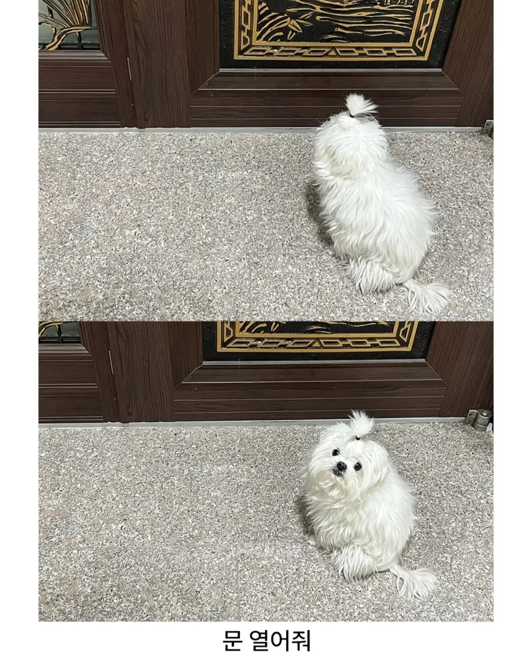 너무너무너무귀여움ㅜㅜㅜㅜㅜㅜ.#강아지 #댕댕이짤 #귀여움주의 #졸귀탱 #귀여워요 #귀여운강아지 #강아지짤 #존귀 #귀엽다그램 #유머짤 #댕집사 #머리묶기 #귀여워죽음 (7).webp