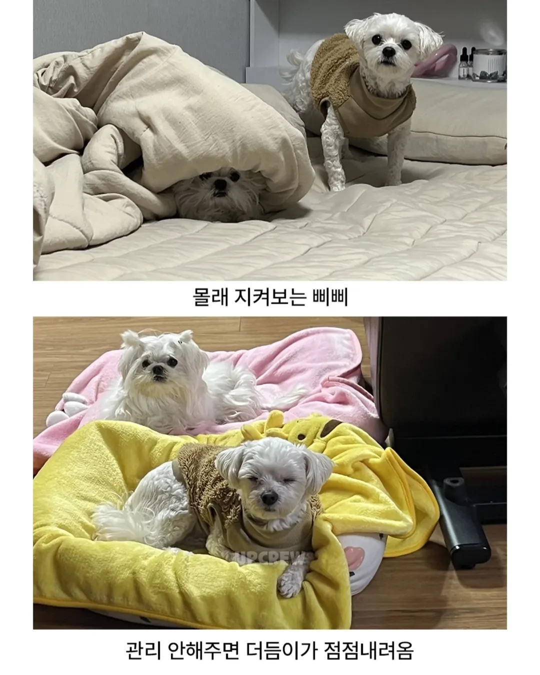 너무너무너무귀여움ㅜㅜㅜㅜㅜㅜ.#강아지 #댕댕이짤 #귀여움주의 #졸귀탱 #귀여워요 #귀여운강아지 #강아지짤 #존귀 #귀엽다그램 #유머짤 #댕집사 #머리묶기 #귀여워죽음 (4).webp
