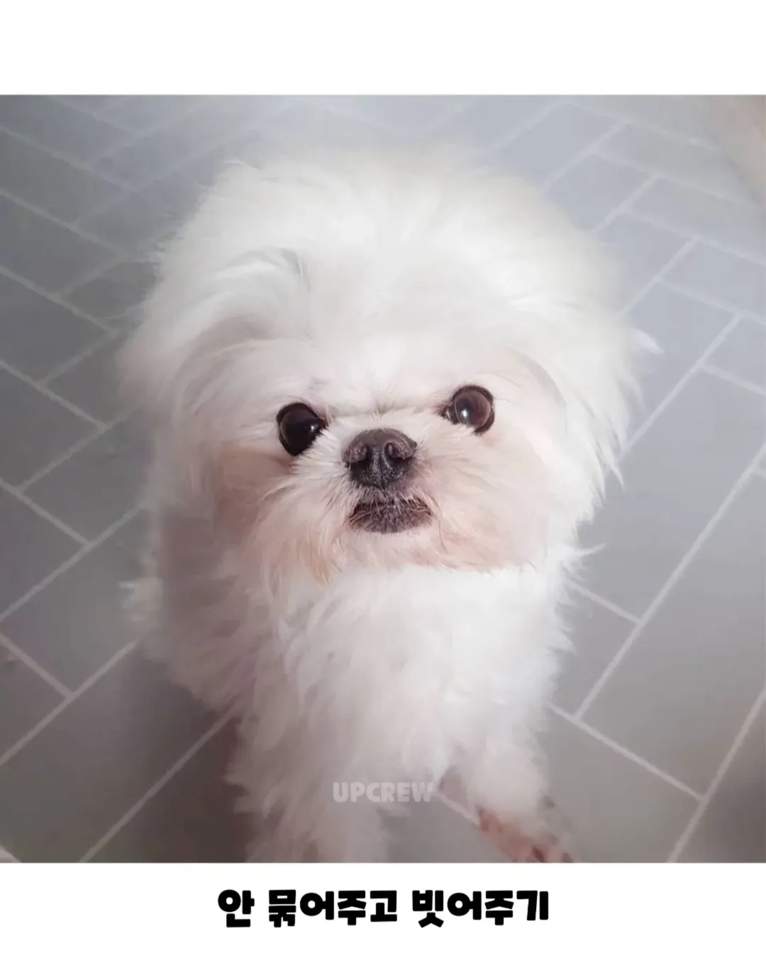 너무너무너무귀여움ㅜㅜㅜㅜㅜㅜ.#강아지 #댕댕이짤 #귀여움주의 #졸귀탱 #귀여워요 #귀여운강아지 #강아지짤 #존귀 #귀엽다그램 #유머짤 #댕집사 #머리묶기 #귀여워죽음 (2).webp