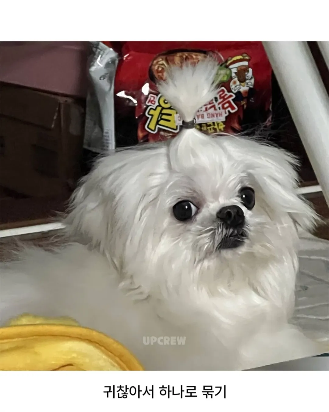 너무너무너무귀여움ㅜㅜㅜㅜㅜㅜ.#강아지 #댕댕이짤 #귀여움주의 #졸귀탱 #귀여워요 #귀여운강아지 #강아지짤 #존귀 #귀엽다그램 #유머짤 #댕집사 #머리묶기 #귀여워죽음 (6).webp