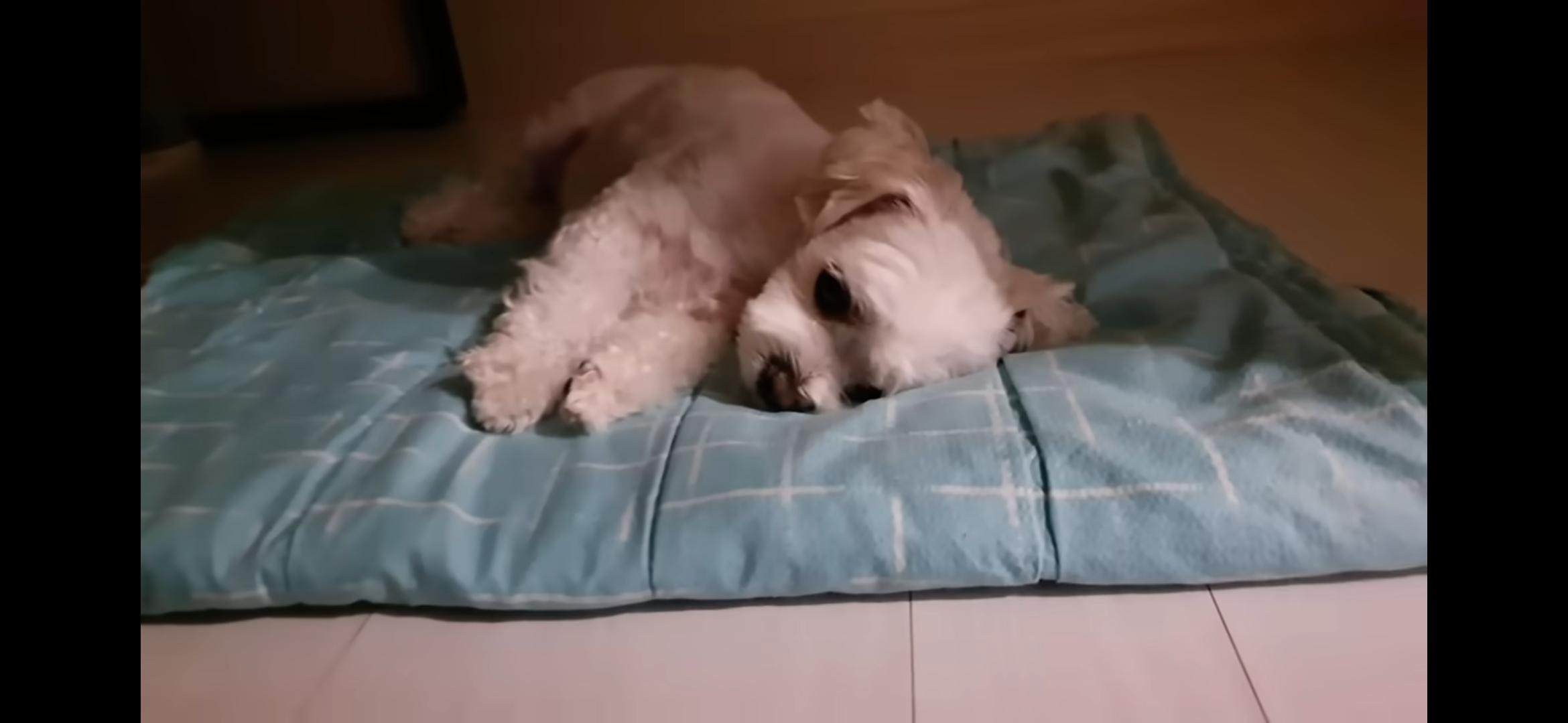 Screenshot_20250730_214736_YouTube.jpg