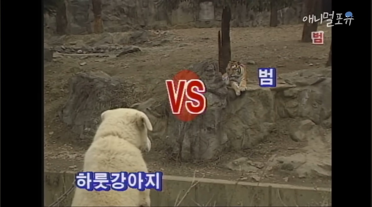 하룻강아지 범 무서운 줄 모른다 | 인스티즈