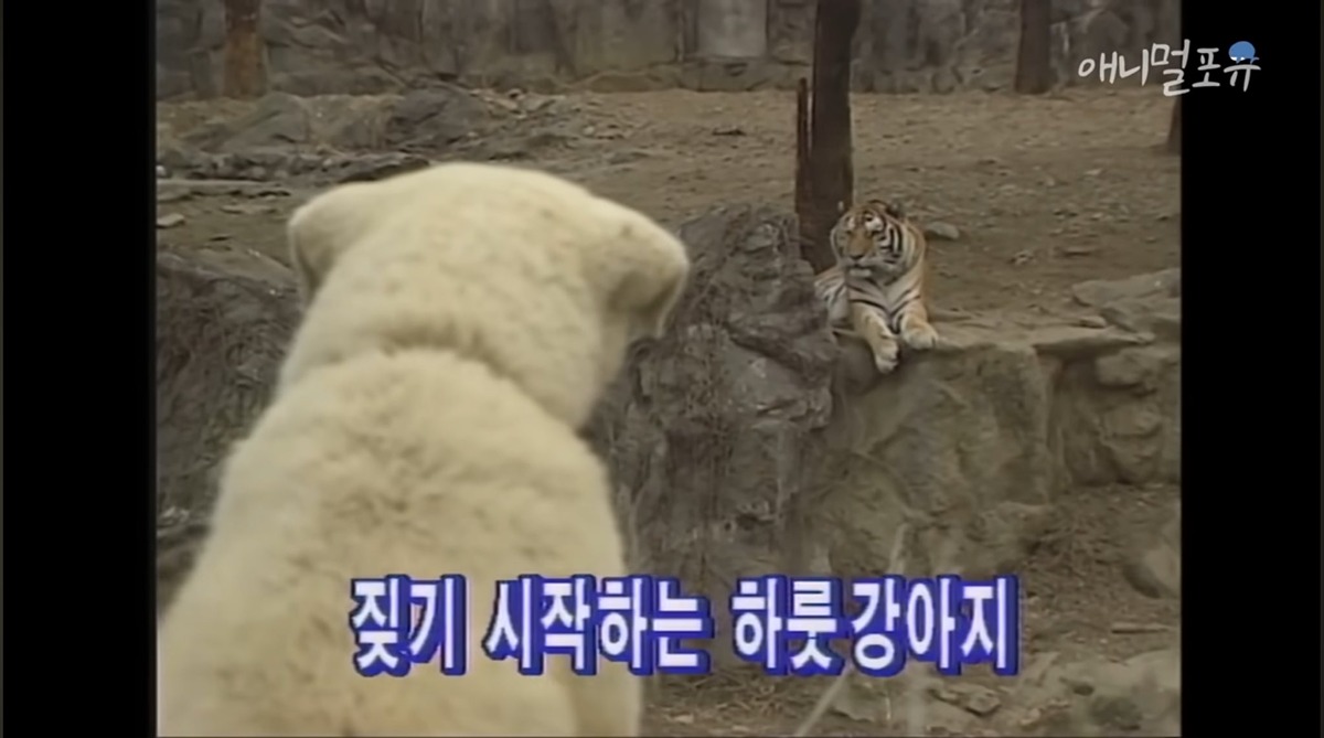 하룻강아지 범 무서운 줄 모른다 | 인스티즈