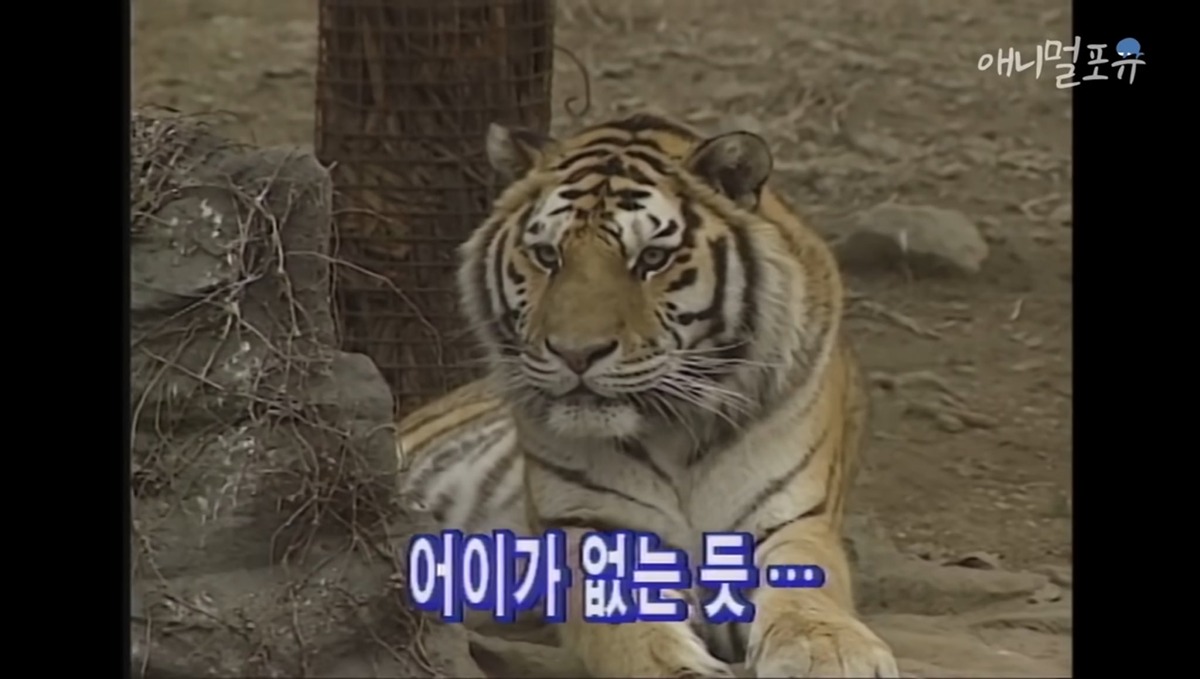 하룻강아지 범 무서운 줄 모른다 | 인스티즈