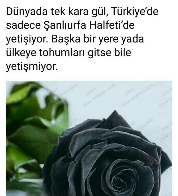 신기한 까만 장미 | 인스티즈