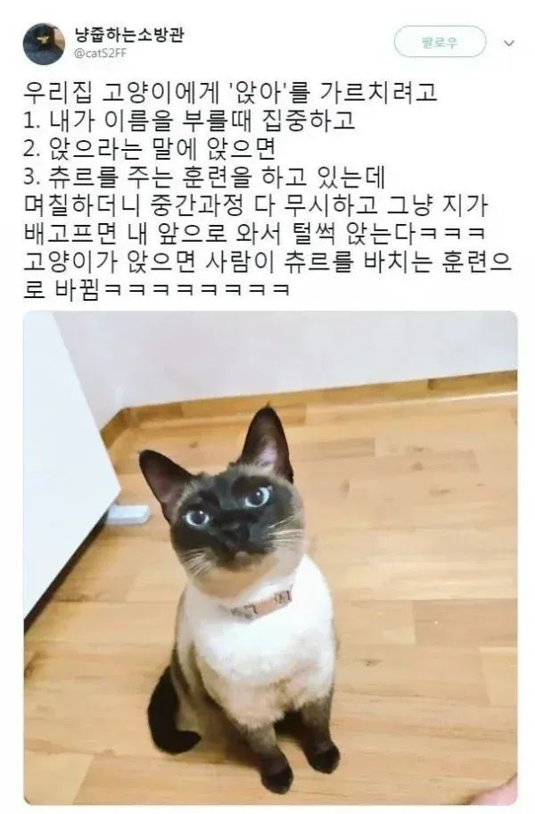 샴냥이 머리에 <앉아>를 입력시킨 결과 | 인스티즈