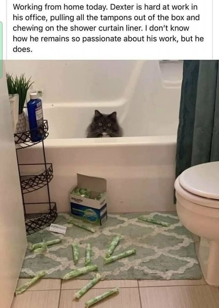 funniest-cat-memes-givemecatmemes-6901f328b4ff3_700.jpg