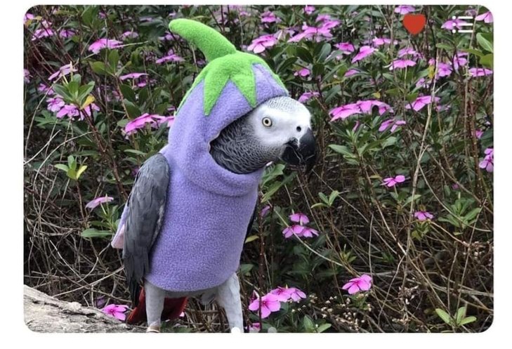 가지옷을 입은 회색 앵무 | 인스티즈