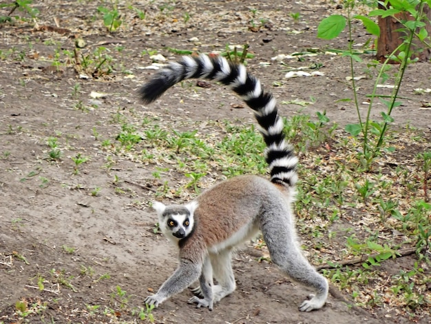 ringtailed-lemur-sitting-ang-playing-park_637189-578.jpg