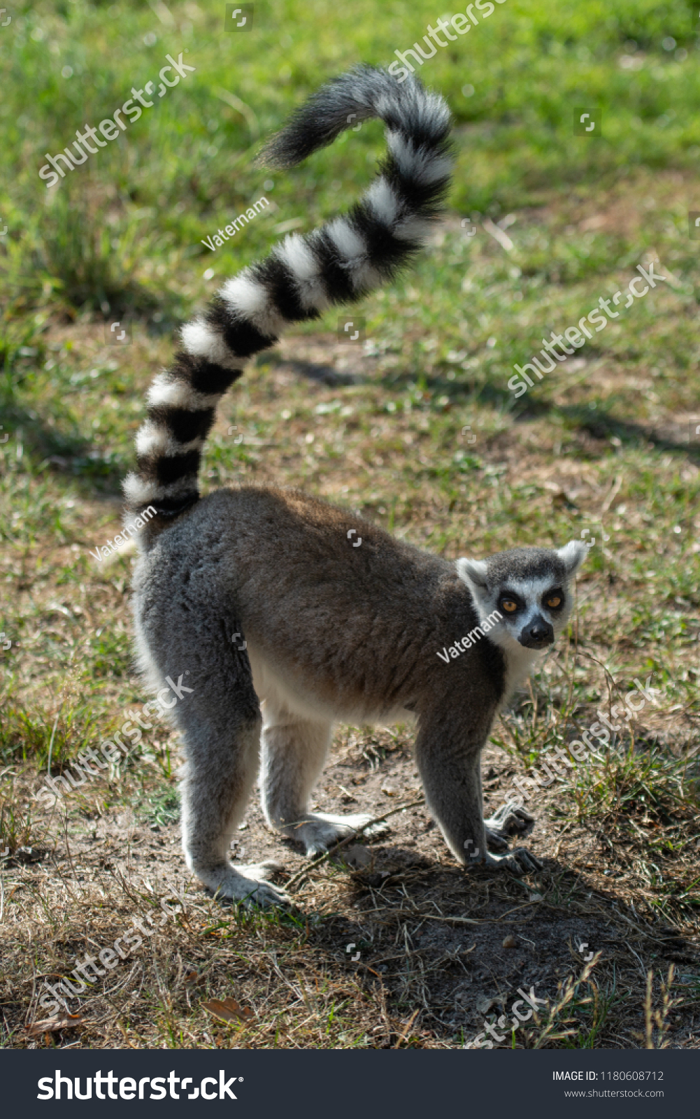 stock-photo-madagascar-lemur-monkey-1180608712.jpg