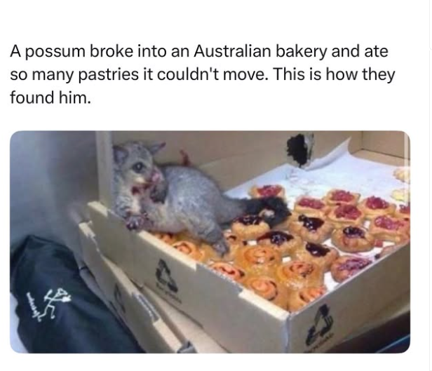 possum-broke-into-an-australian-bakery-and-ate-so-many-pastries-couldnt-move-this-is-they-found-him.png