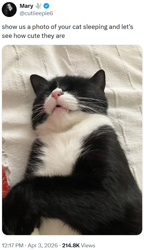 cutiieepie6-show-us-photo-cat-sleeping-and-lets-see-cute-they-are-1217-pm-apr-3-2026-2148k-views.png