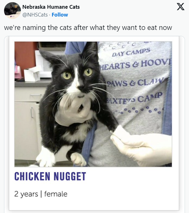 they-want-eat-now-chicken-nugget-2-years-female-day-camps-hearts-hoove-paws-claw-baxters-camp-x.png