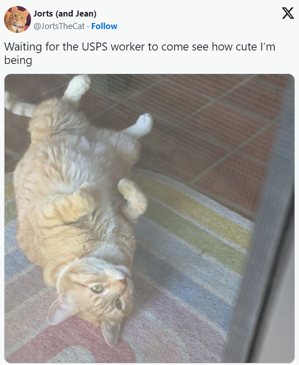 jorts-and-jean-jortsthecat-follow-waiting-usps-worker-come-see-cute-being-x.png