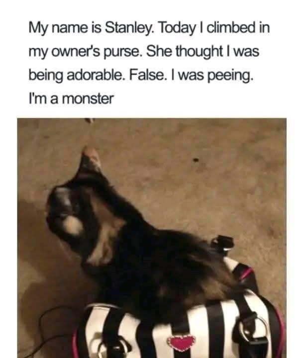 my-name-is-stanley-today-climbed-my-owners-purse-she-thought-being-adorable-false-peeing-monster.jpeg