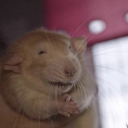 HTsnPLbaAAAL-SX.png